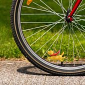 Petit chien pour vélo